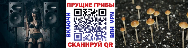 kraken как зайти  купить  цена  Гуково  Псилоцибиновые грибы Magic Shrooms 